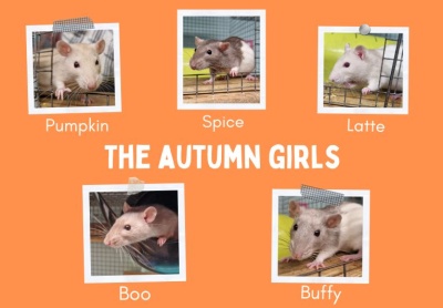 Pumpkin, Spice, Latte, Boo & Buffy